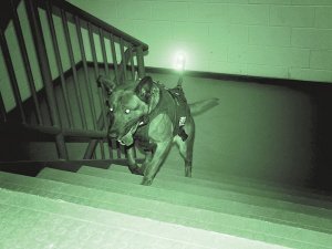 美军揭秘袭拉登军犬 配夜视仪装钛合金牙(图1) 50766914.jpg