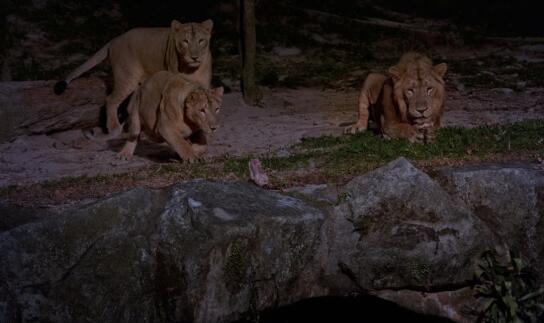 3397例!核爆的新加坡疫情已突破“人传人”,动物园4头亚洲狮确诊了!!!(图1) 22(1174).jpg