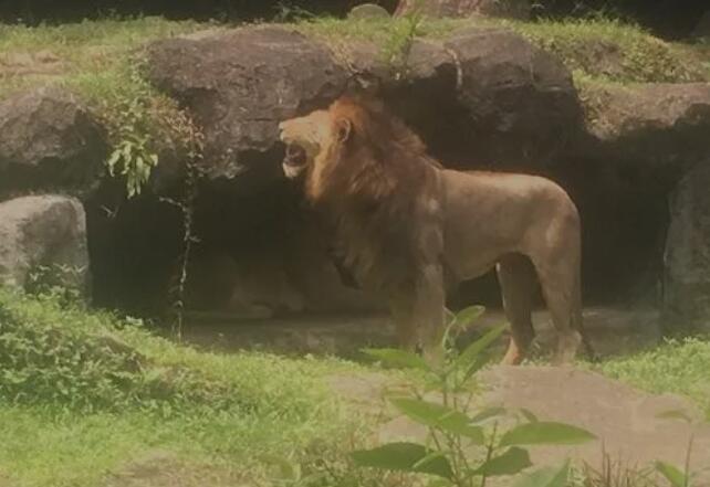 3397例!核爆的新加坡疫情已突破“人传人”,动物园4头亚洲狮确诊了!!!(图2) 23(1057).jpg