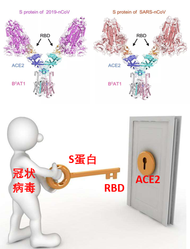 免疫系统敌我不分?感染新冠后,人体为何会发高烧(图9) 49.png