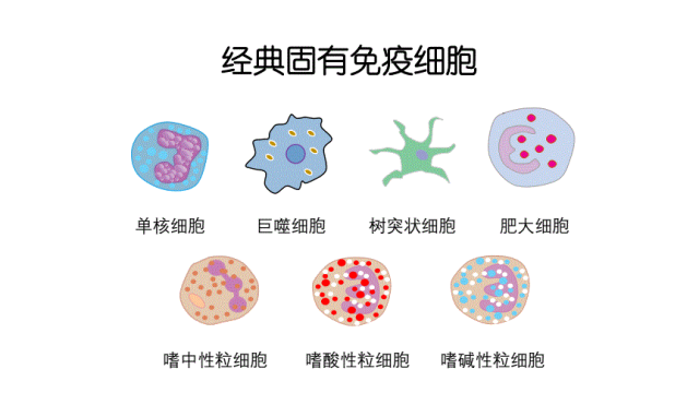 免疫系统敌我不分?感染新冠后,人体为何会发高烧(图13) 53.png