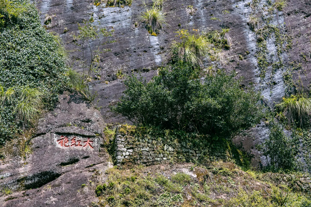 我国最特殊的三棵树:1棵投保1亿,1棵配警卫,1棵是地球独子(图8) 44.png