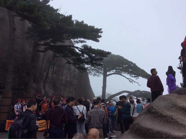 我国最特殊的三棵树:1棵投保1亿,1棵配警卫,1棵是地球独子(图5) 41.png