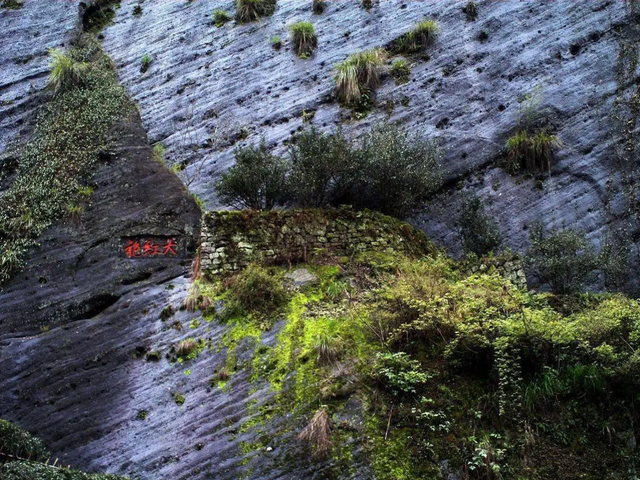 我国最特殊的三棵树:1棵投保1亿,1棵配警卫,1棵是地球独子(图10) 47.png