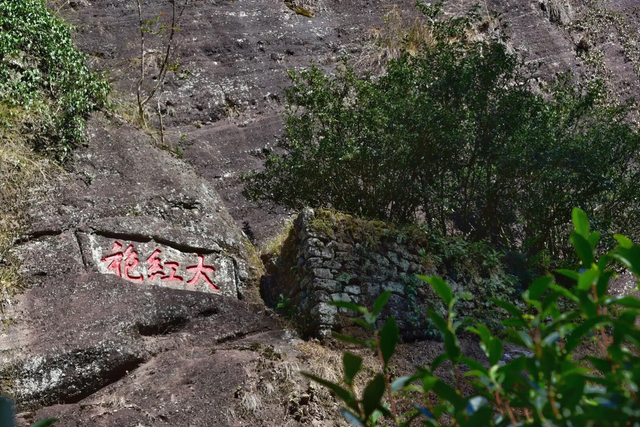 我国最特殊的三棵树:1棵投保1亿,1棵配警卫,1棵是地球独子(图12) 49.png