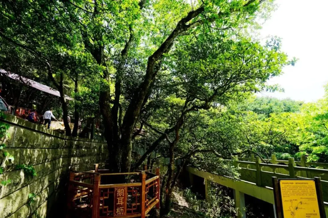 我国最特殊的三棵树:1棵投保1亿,1棵配警卫,1棵是地球独子(图13) 50.png