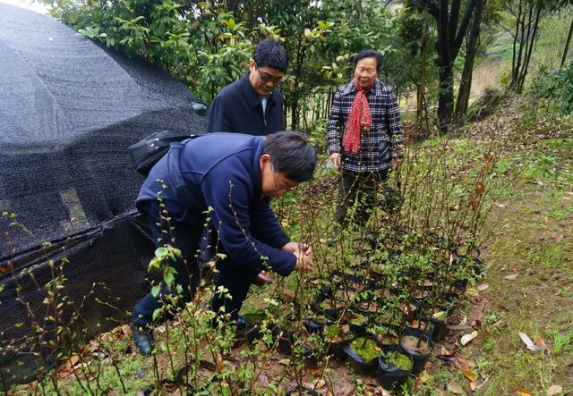 我国最特殊的三棵树:1棵投保1亿,1棵配警卫,1棵是地球独子(图14) 51.png