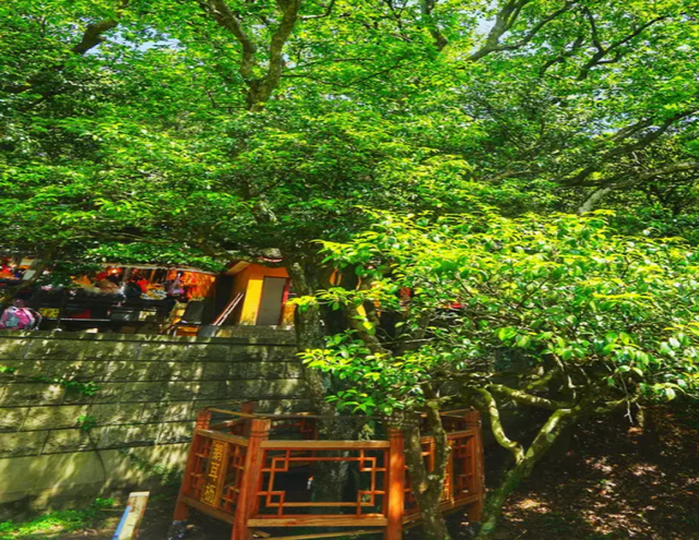 我国最特殊的三棵树:1棵投保1亿,1棵配警卫,1棵是地球独子(图15) 52.png