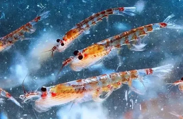 南极发现10亿吨磷虾,各国竞争相当激烈,中国或成最大受益者?(图2) 23.jpg