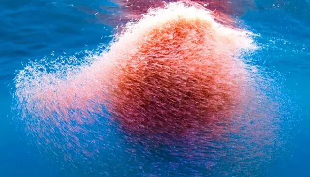 南极发现10亿吨磷虾,各国竞争相当激烈,中国或成最大受益者?(图3) 24.jpg