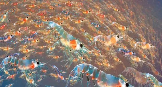 南极发现10亿吨磷虾,各国竞争相当激烈,中国或成最大受益者?(图4) 25.jpg