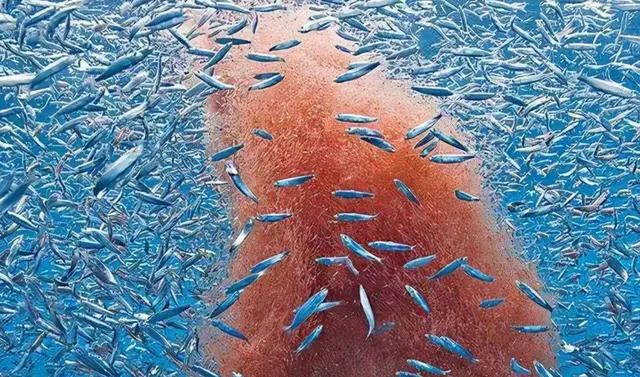 南极发现10亿吨磷虾,各国竞争相当激烈,中国或成最大受益者?(图5) 26.jpg