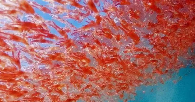 南极发现10亿吨磷虾,各国竞争相当激烈,中国或成最大受益者?(图6) 27.jpg