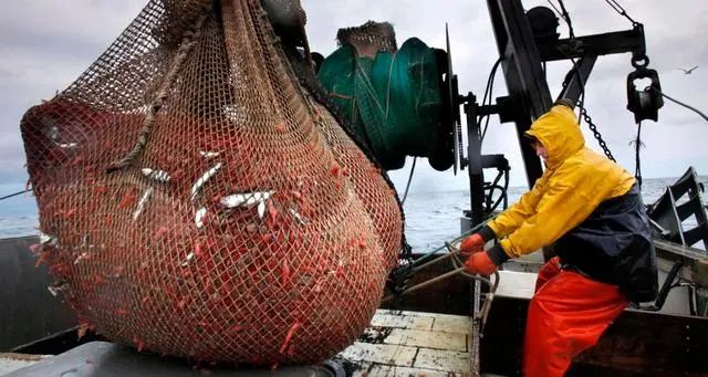 南极发现10亿吨磷虾,各国竞争相当激烈,中国或成最大受益者?(图9) 30.jpg