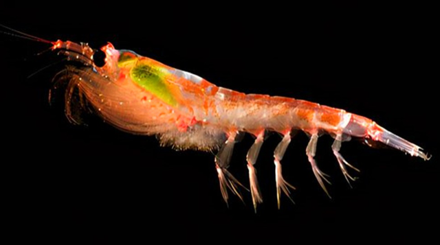 南极发现10亿吨磷虾,各国竞争相当激烈,中国或成最大受益者?(图14) 35.png