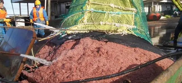 南极发现10亿吨磷虾,各国竞争相当激烈,中国或成最大受益者?(图11) 32.jpg