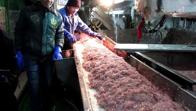 南极发现10亿吨磷虾,各国竞争相当激烈,中国或成最大受益者?(图13) 34.jpg