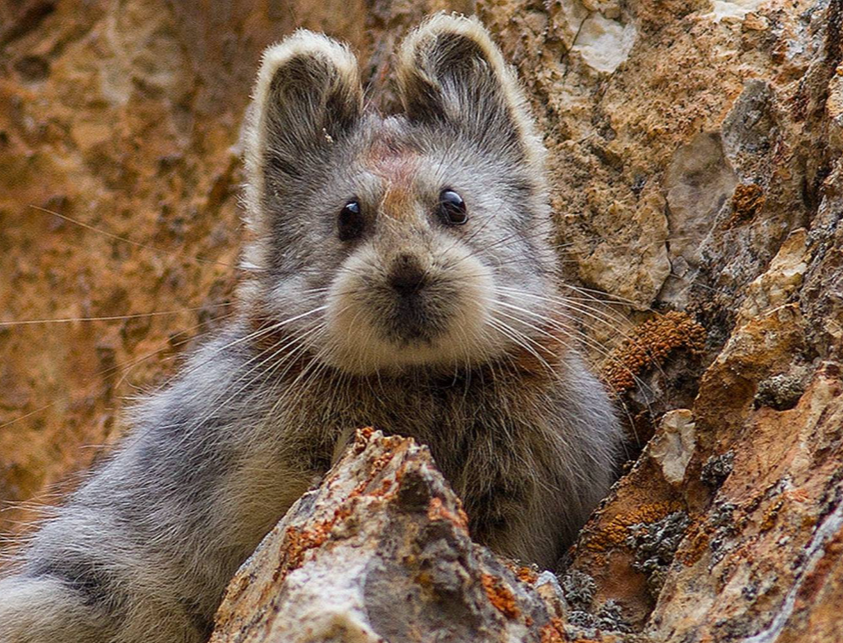 千奇百怪的兔子都在这里 I 摄影(图1) 36.png