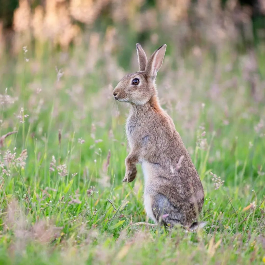 千奇百怪的兔子都在这里 I 摄影(图3) 38.jpg