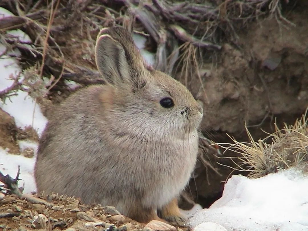 千奇百怪的兔子都在这里 I 摄影(图4) 39.jpg