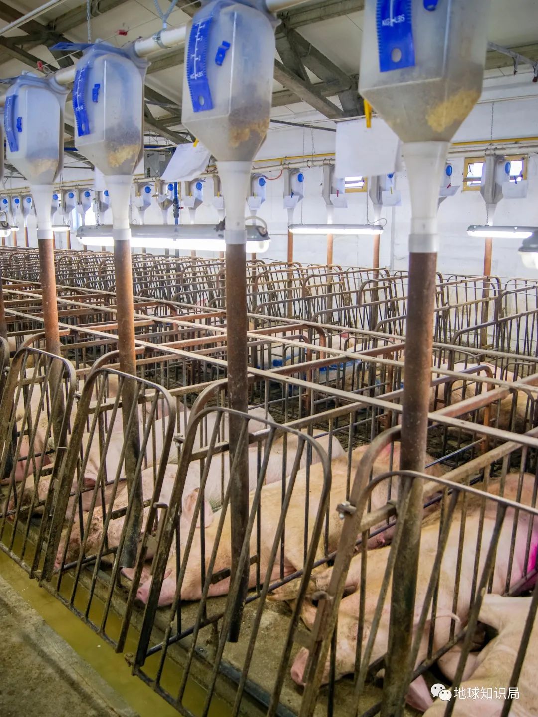 人造肉越来越多,你可能已经无意中吃过了(图14) 46.jpg