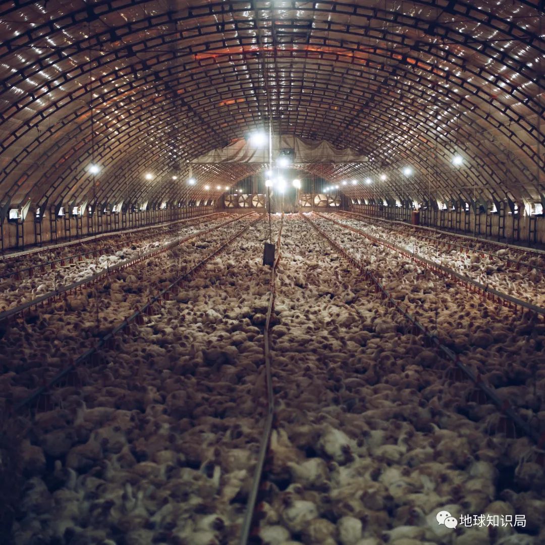 人造肉越来越多,你可能已经无意中吃过了(图15) 47.jpg