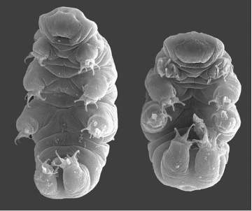 为何三体人脱水后还能复活?生物学上可能吗?(图4) 28.png