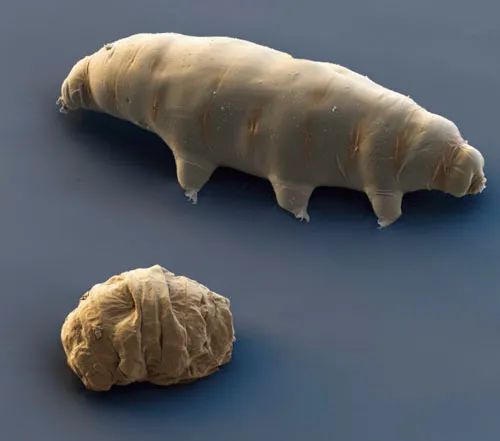 为何三体人脱水后还能复活?生物学上可能吗?(图5) 29.jpg