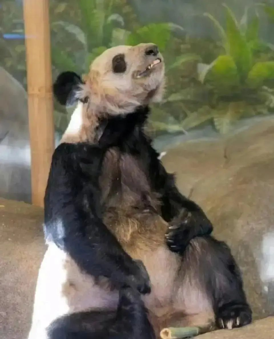 中国大熊猫离奇客死美国死因成谜,动物园曾被指虐待!网友:看看新加坡是怎么宠熊猫的!(图2) 40.jpg