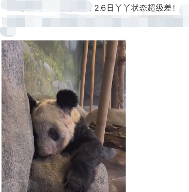 中国大熊猫离奇客死美国死因成谜,动物园曾被指虐待!网友:看看新加坡是怎么宠熊猫的!(图10) 48.png