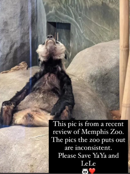 中国大熊猫离奇客死美国死因成谜,动物园曾被指虐待!网友:看看新加坡是怎么宠熊猫的!(图11) 49.png