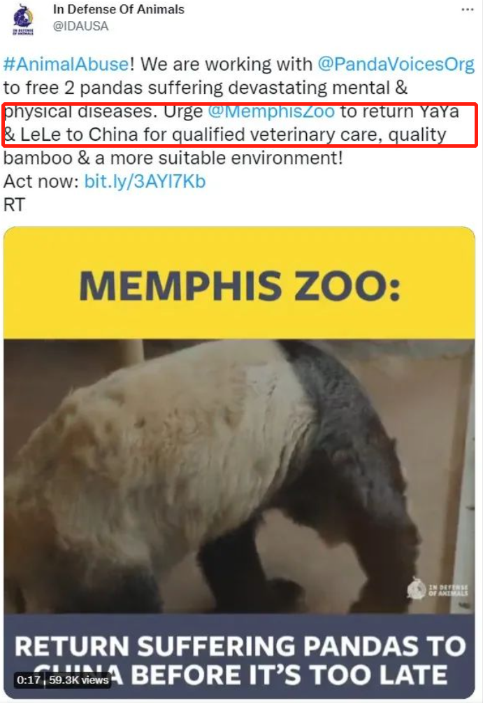 中国大熊猫离奇客死美国死因成谜,动物园曾被指虐待!网友:看看新加坡是怎么宠熊猫的!(图12) 50.png