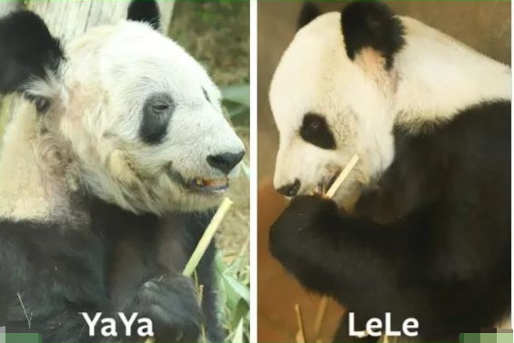 中国大熊猫离奇客死美国死因成谜,动物园曾被指虐待!网友:看看新加坡是怎么宠熊猫的!(图14) 52.png