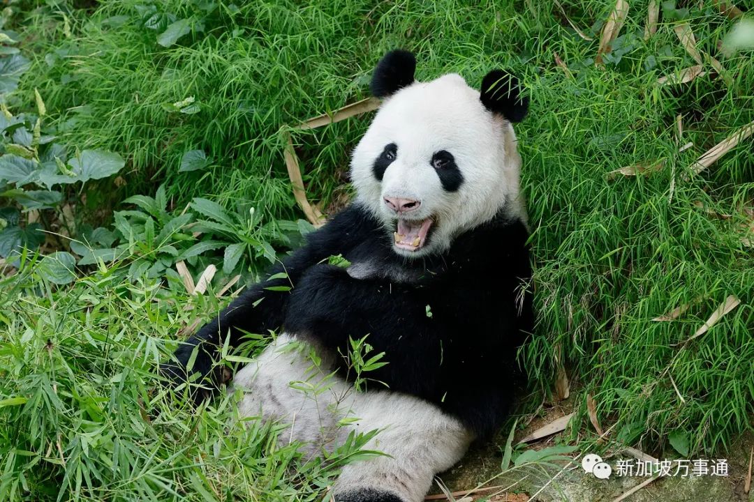 中国大熊猫离奇客死美国死因成谜,动物园曾被指虐待!网友:看看新加坡是怎么宠熊猫的!(图15) 53.jpg