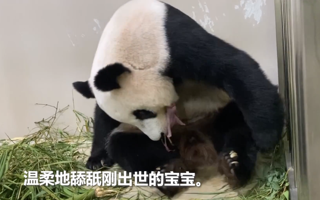 中国大熊猫离奇客死美国死因成谜,动物园曾被指虐待!网友:看看新加坡是怎么宠熊猫的!(图16) 54.png