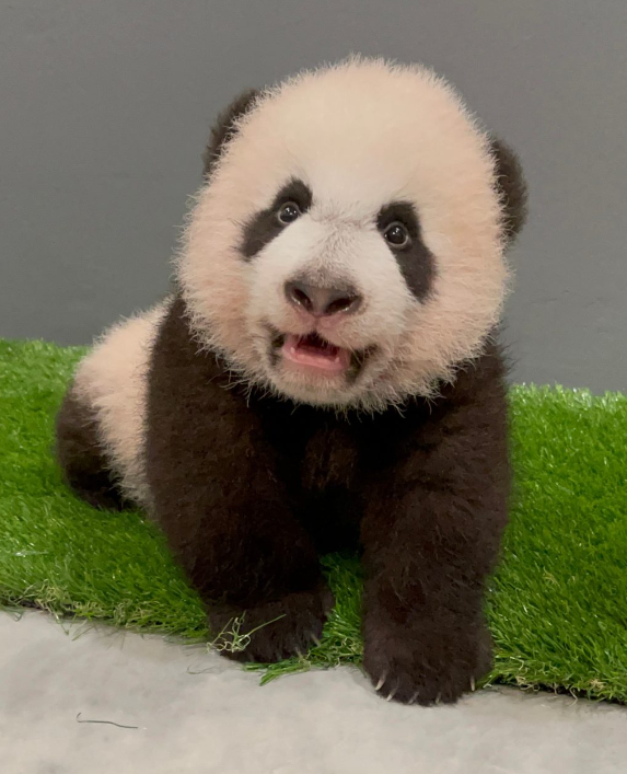 中国大熊猫离奇客死美国死因成谜,动物园曾被指虐待!网友:看看新加坡是怎么宠熊猫的!(图17) 55.png