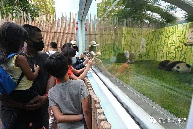 中国大熊猫离奇客死美国死因成谜,动物园曾被指虐待!网友:看看新加坡是怎么宠熊猫的!(图18) 56.jpg