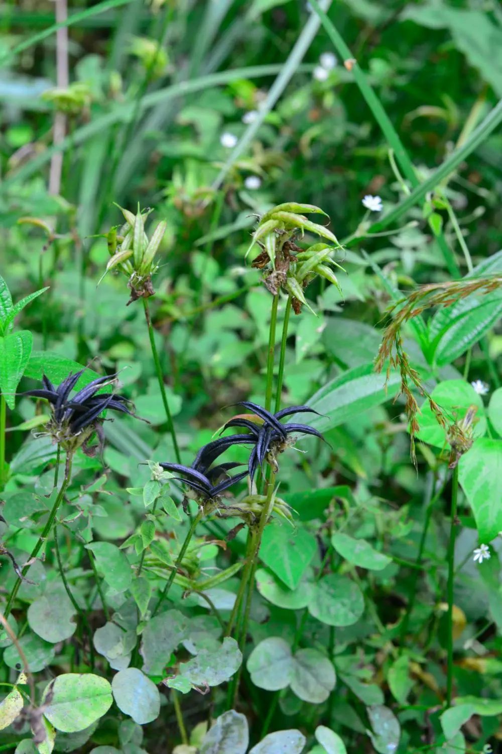 这里,发现新物种!(图1) 33.jpg