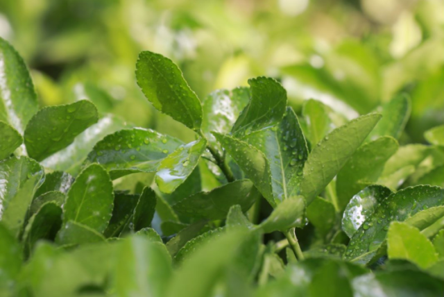 雨水节气做好“两防”,千万别落下病根!(图1) 28.png