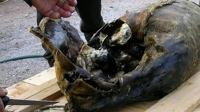 以妻待客、借妻子,极寒之地的爱斯基摩人没有伦理和道德感?(图3) 32.jpg