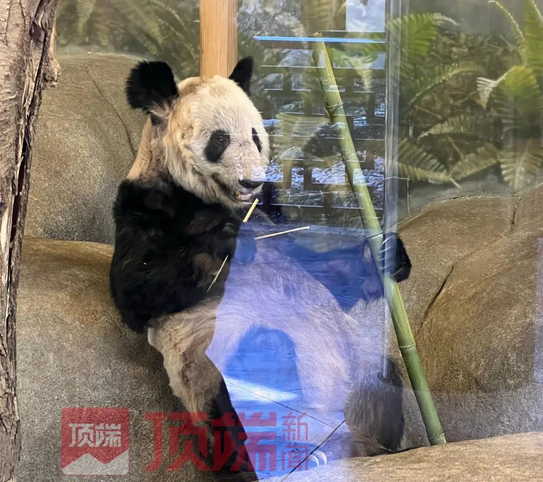 中国动物园协会通报!“丫丫”回国有望(图3) 26.jpg