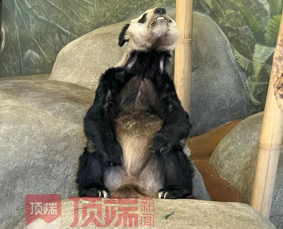 中国动物园协会通报!“丫丫”回国有望(图5) 28.jpg