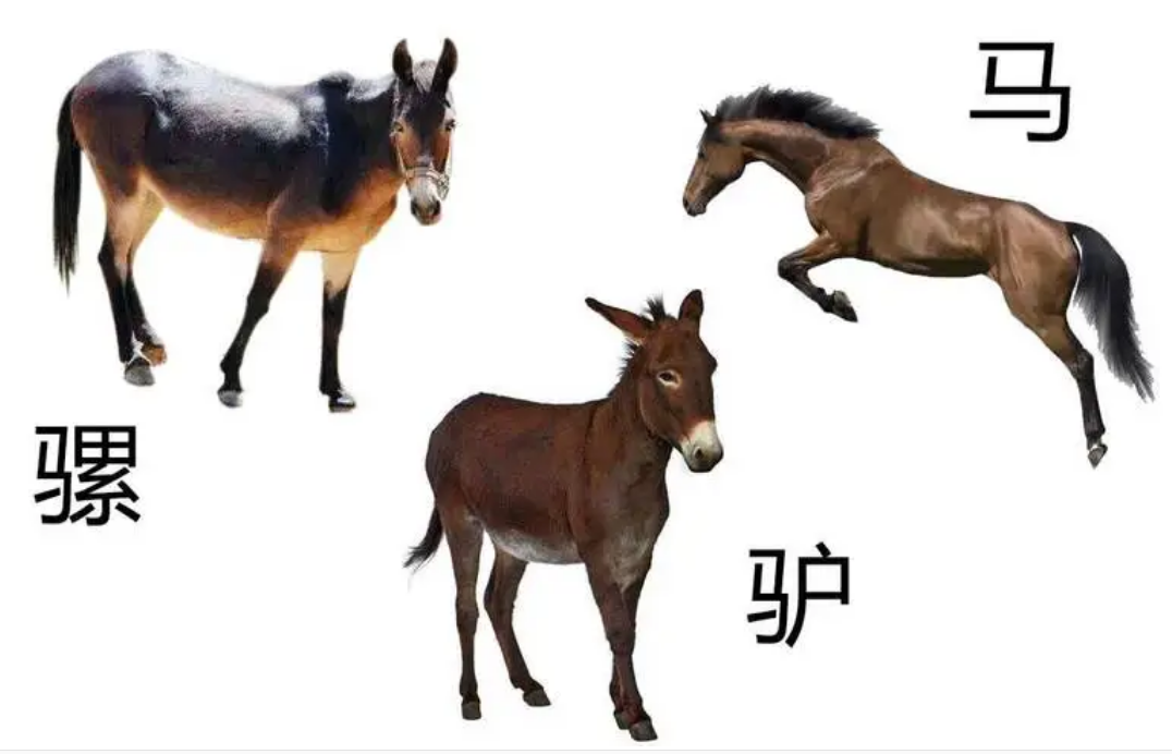 黄种人、黑种人和白种人能自由交配的原因是什么,没生殖隔离吗?(图2) 3.png