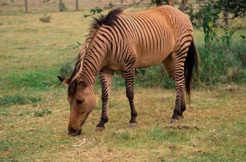 黄种人、黑种人和白种人能自由交配的原因是什么,没生殖隔离吗?(图3) 4.png