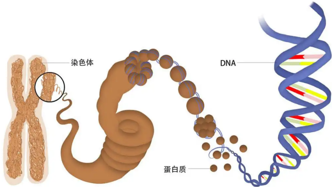黄种人、黑种人和白种人能自由交配的原因是什么,没生殖隔离吗?(图4) 5.png