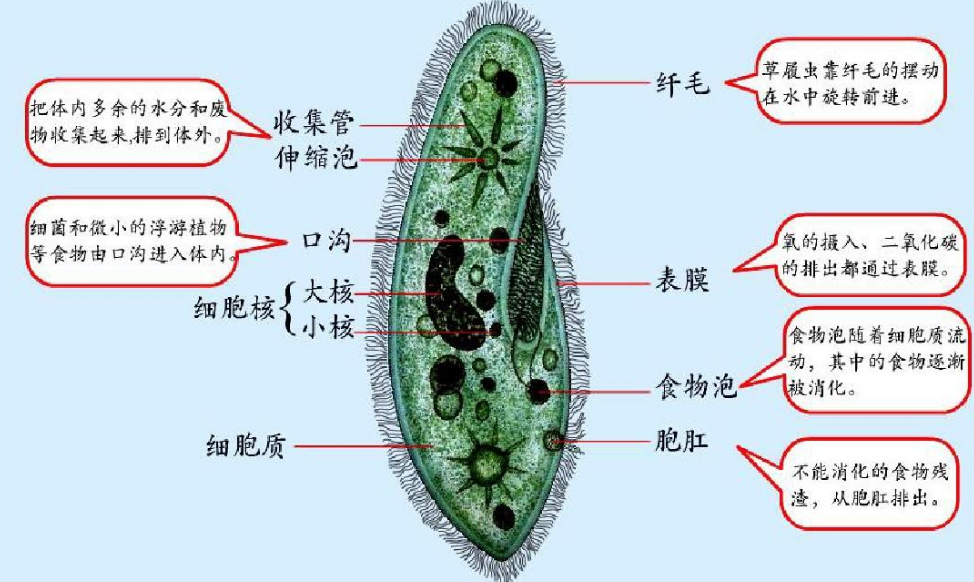 黄种人、黑种人和白种人能自由交配的原因是什么,没生殖隔离吗?(图6) 7.png