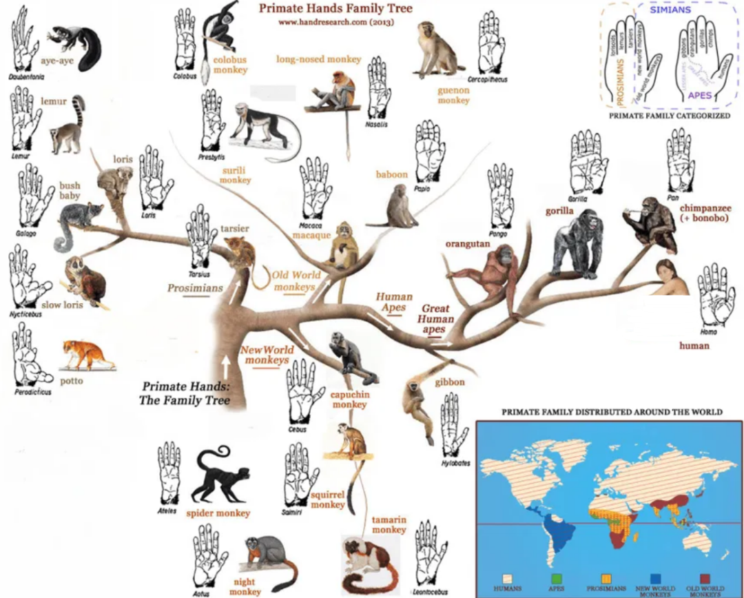 黄种人、黑种人和白种人能自由交配的原因是什么,没生殖隔离吗?(图7) 8.png