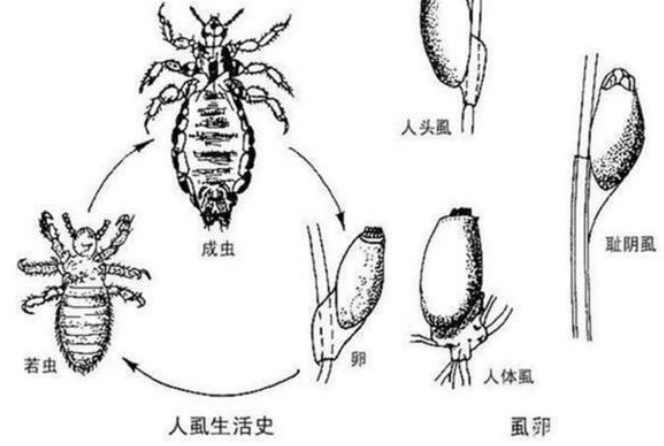 黄种人、黑种人和白种人能自由交配的原因是什么,没生殖隔离吗?(图8) 9.png