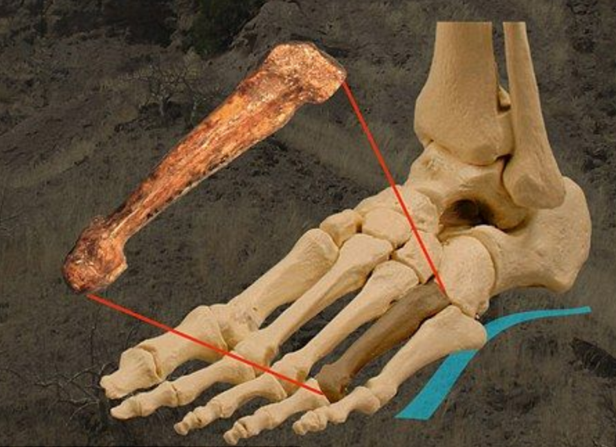 黄种人、黑种人和白种人能自由交配的原因是什么,没生殖隔离吗?(图12) 13.png