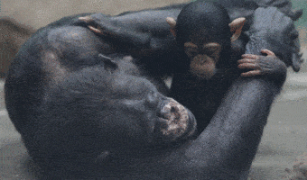 黄种人、黑种人和白种人能自由交配的原因是什么,没生殖隔离吗?(图10) 11.gif